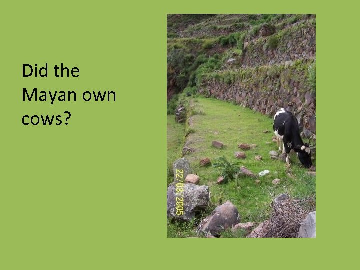 Did the Mayan own cows? 