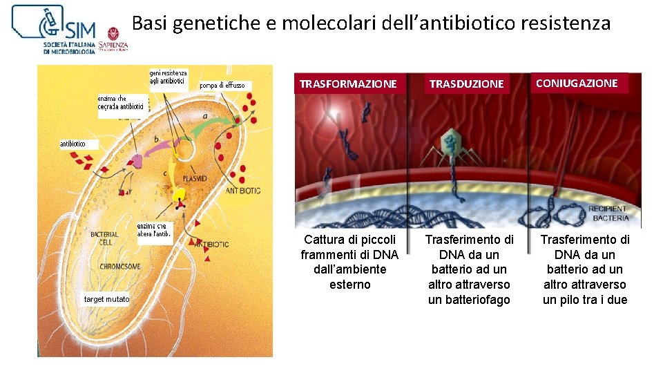 Basi genetiche e molecolari dell’antibiotico resistenza TRASFORMAZIONE Cattura di piccoli frammenti di DNA dall’ambiente