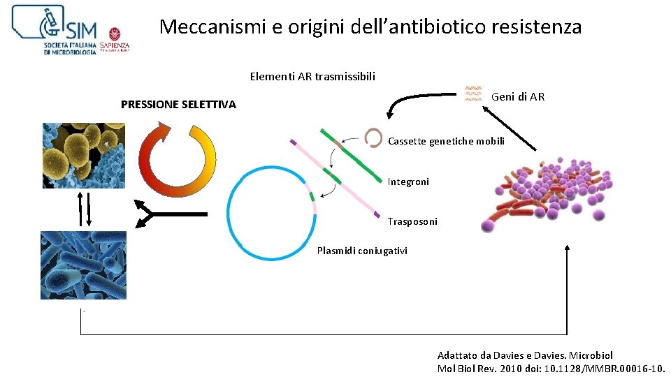 Meccanismi e origini dell’antibiotico resistenza Elementi AR trasmissibili Geni di AR PRESSIONE SELETTIVA Cassette