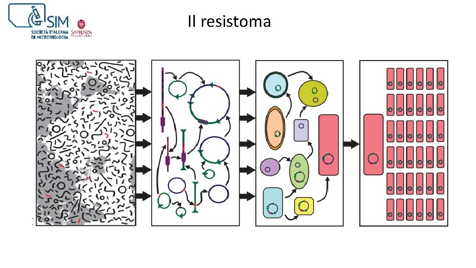 Il resistoma 