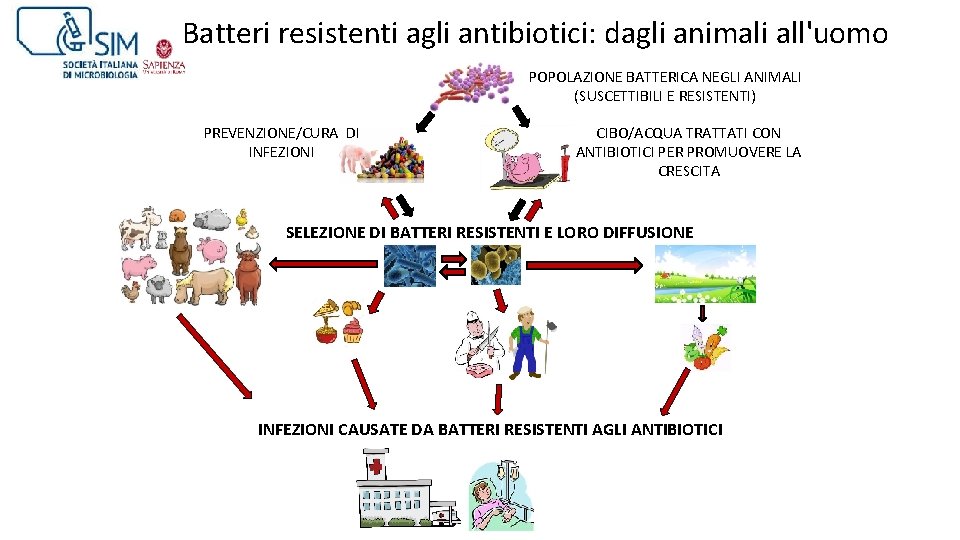 Batteri resistenti agli antibiotici: dagli animali all'uomo POPOLAZIONE BATTERICA NEGLI ANIMALI (SUSCETTIBILI E RESISTENTI)