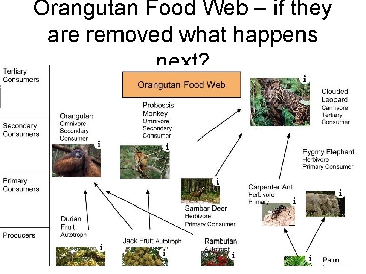 Orangutan Food Web – if they are removed what happens next? 