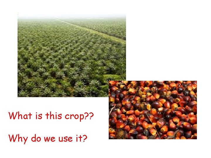 What is this crop? ? Why do we use it? 