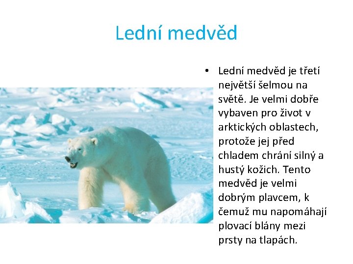 Lední medvěd • Lední medvěd je třetí největší šelmou na světě. Je velmi dobře