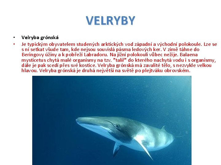 VELRYBY • • Velryba grónská Je typickým obyvatelem studených arktických vod západní a východní