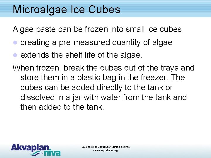 Microalgae Ice Cubes Algae paste can be frozen into small ice cubes l creating