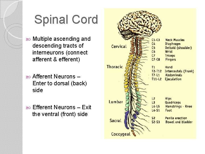 Spinal Cord Multiple ascending and descending tracts of interneurons (connect afferent & efferent) Afferent