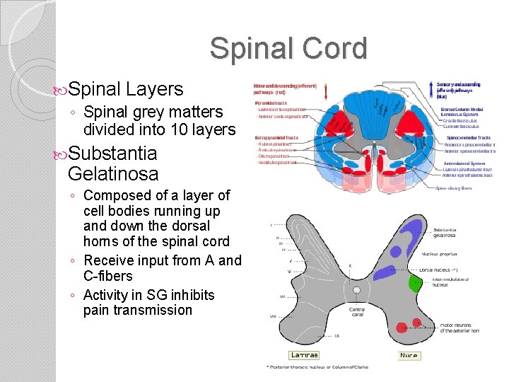 Spinal Cord Spinal Layers ◦ Spinal grey matters divided into 10 layers Substantia Gelatinosa