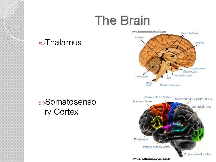 The Brain Thalamus Somatosenso ry Cortex 