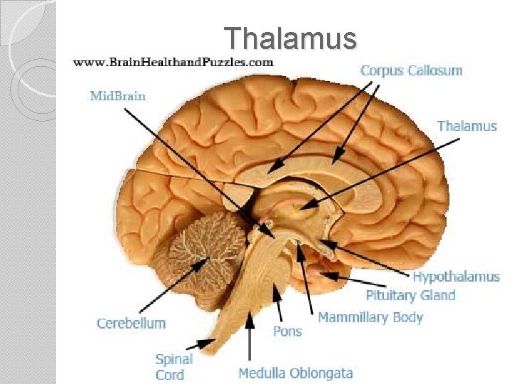 Thalamus Somatosensory Cortex 