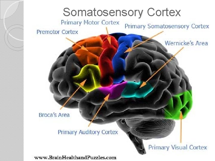 Somatosensory Cortex 
