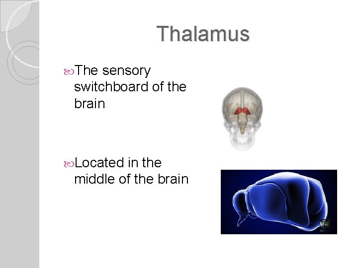 Thalamus The sensory switchboard of the brain Located in the middle of the brain