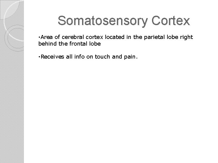 Somatosensory Cortex • Area of cerebral cortex located in the parietal lobe right behind