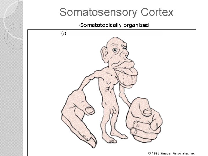 Somatosensory Cortex • Somatotopically organized 