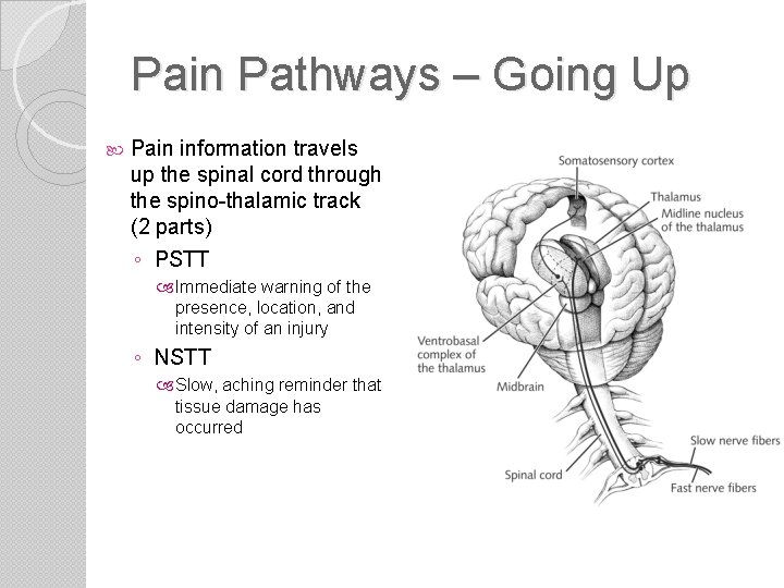 Pain Pathways – Going Up Pain information travels up the spinal cord through the