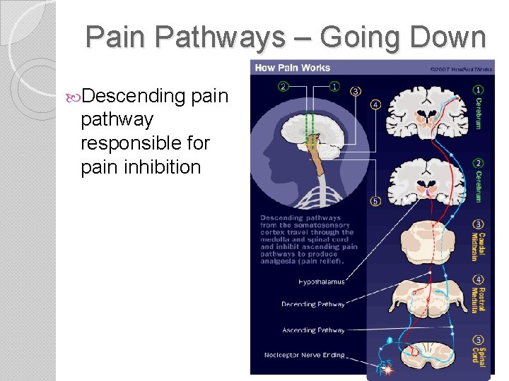 Pain Pathways – Going Down Descending pain pathway responsible for pain inhibition 