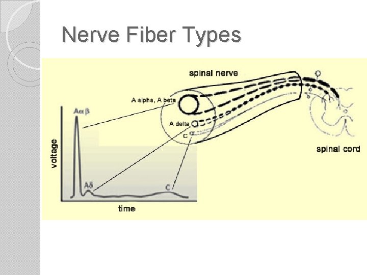 Nerve Fiber Types 