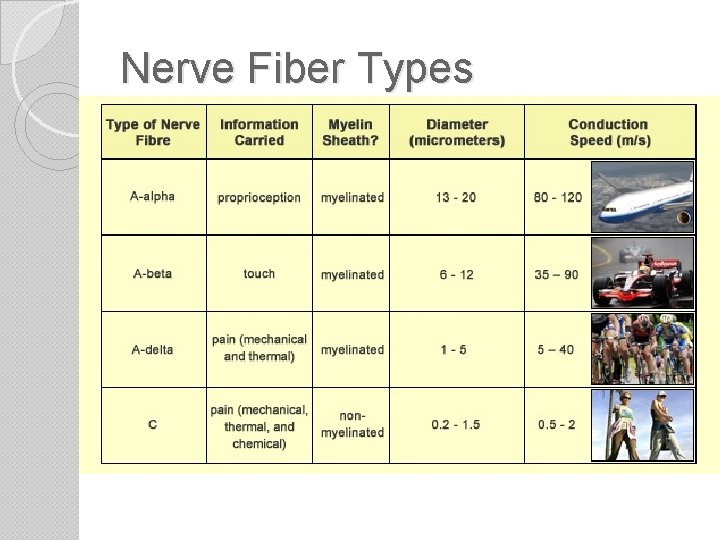 Nerve Fiber Types 
