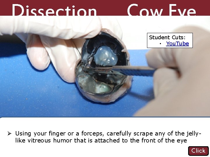 Dissection 101: Vitreous humor removed, retina against the back of the eye Cow Eye