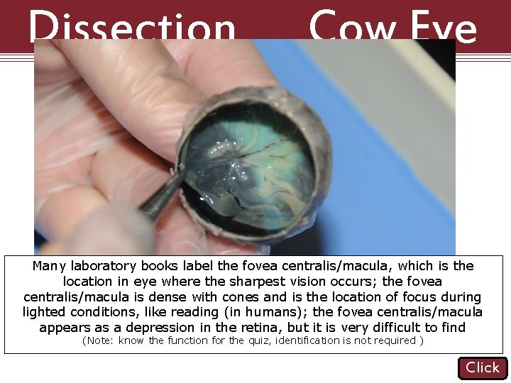 Dissection 101: Cow Eye Many laboratory books label the fovea centralis/macula, which is the