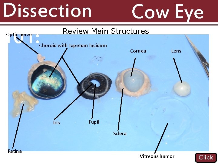 Dissection 101: Cow Eye Review Main Structures Optic nerve Choroid with tapetum lucidum Iris