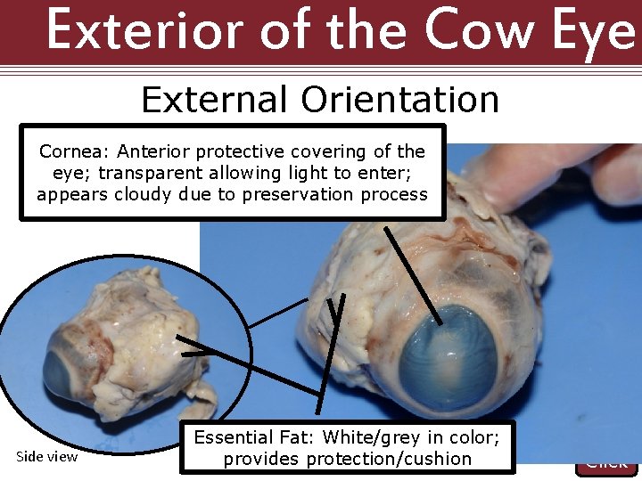 Exterior of the Cow Eye External Orientation Cornea: Anterior protective covering of the eye;