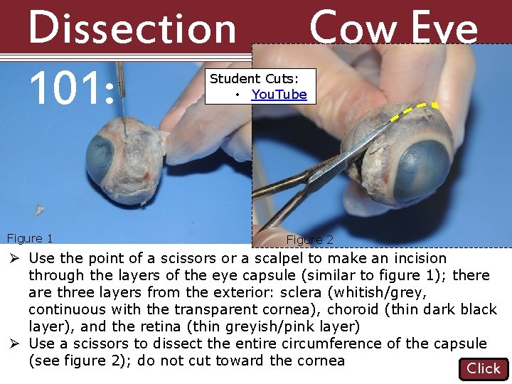 Dissection 101: Cow Eye Student Cuts: • You. Tube Figure 1 Figure 2 Ø