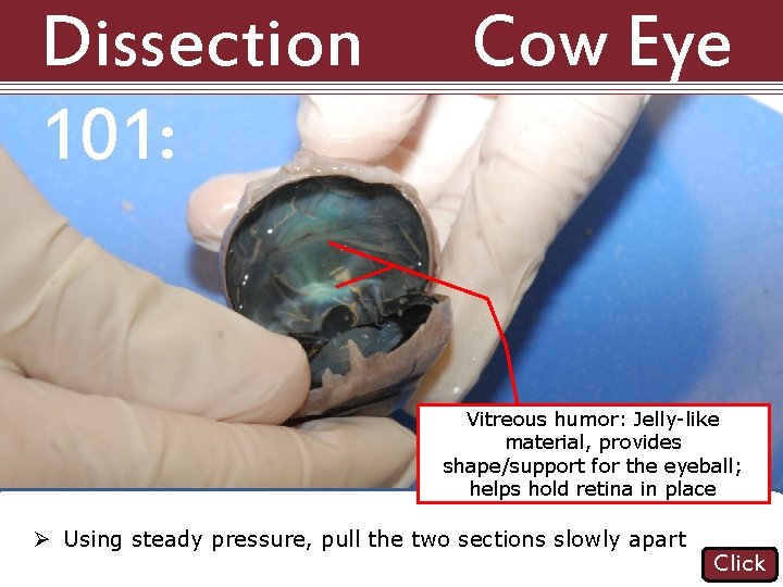 Dissection 101: Cow Eye Vitreous humor: Jelly-like material, provides shape/support for the eyeball; helps