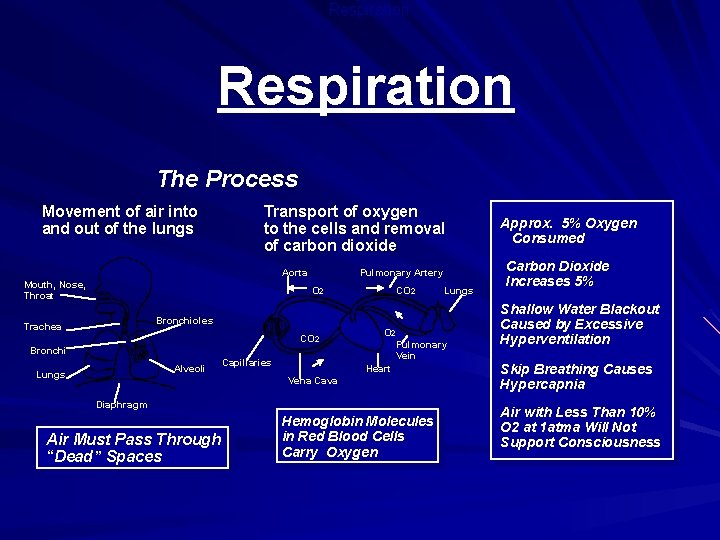 Respiration The Process Movement of air into and out of the lungs Transport of