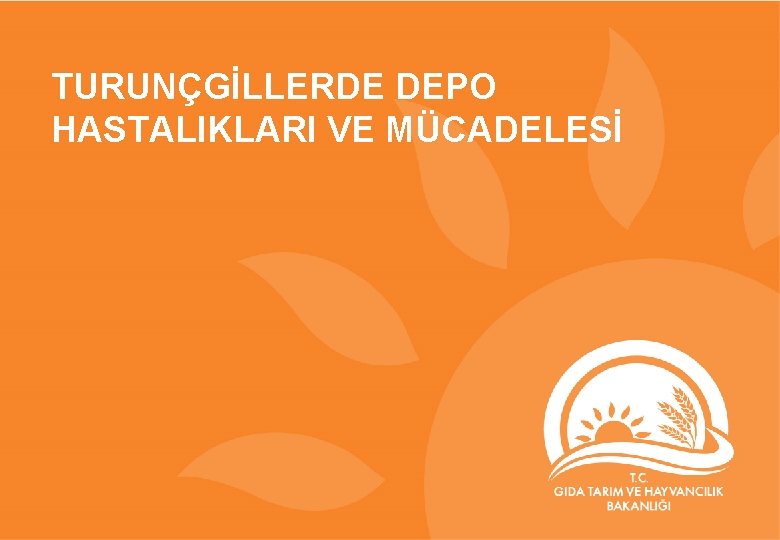 TURUNÇGİLLERDE DEPO HASTALIKLARI VE MÜCADELESİ 