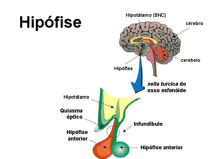 Hipófise Hipotálamo (SNC) cérebro cerebelo Hipófise sella turcica do osso esfenóide Hipotálamo Quiasma óptico