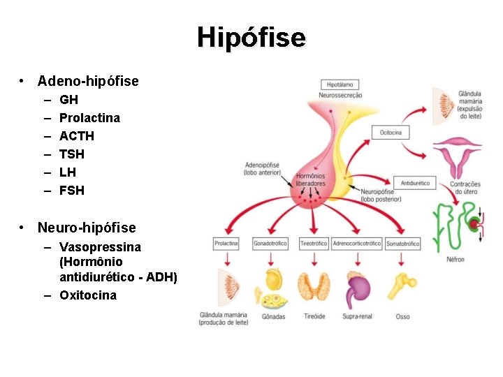 Hipófise • Adeno-hipófise – – – GH Prolactina ACTH TSH LH FSH • Neuro-hipófise