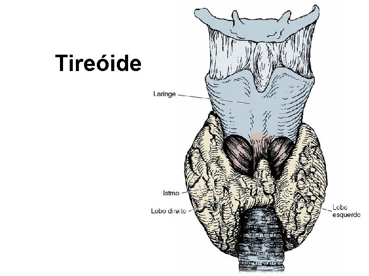 Tireóide 