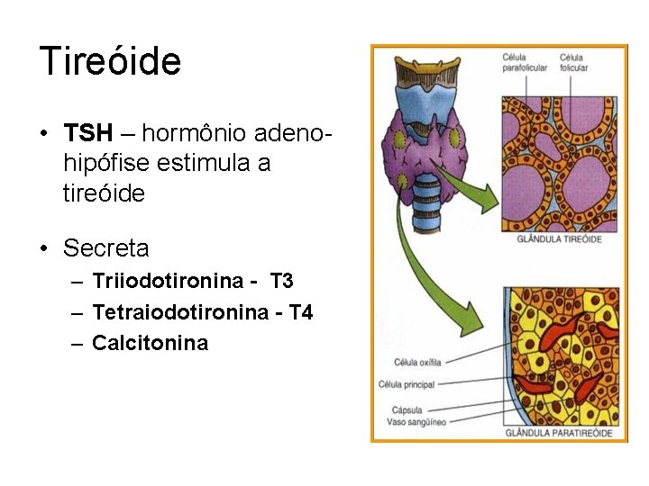 Tireóide • TSH – hormônio adenohipófise estimula a tireóide • Secreta – Triiodotironina -