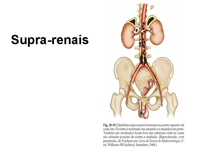 Supra-renais 