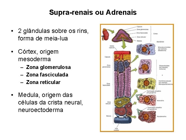 Supra-renais ou Adrenais • 2 glândulas sobre os rins, forma de meia-lua • Córtex,