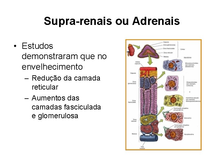 Supra-renais ou Adrenais • Estudos demonstraram que no envelhecimento – Redução da camada reticular