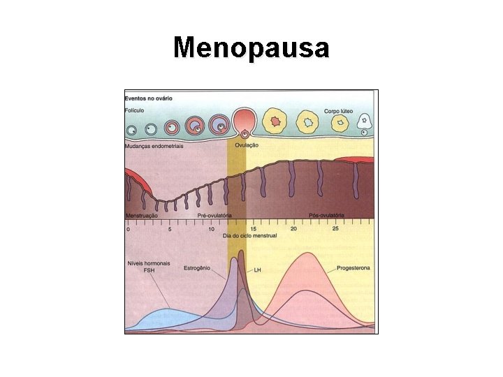 Menopausa 