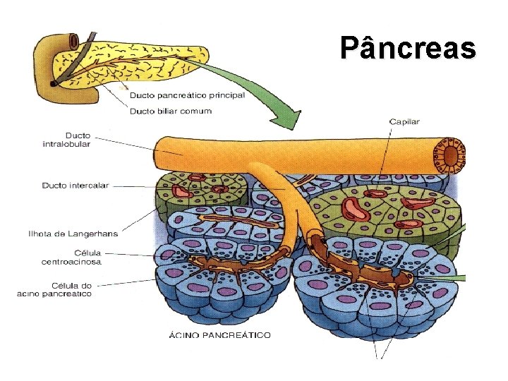 Pâncreas 