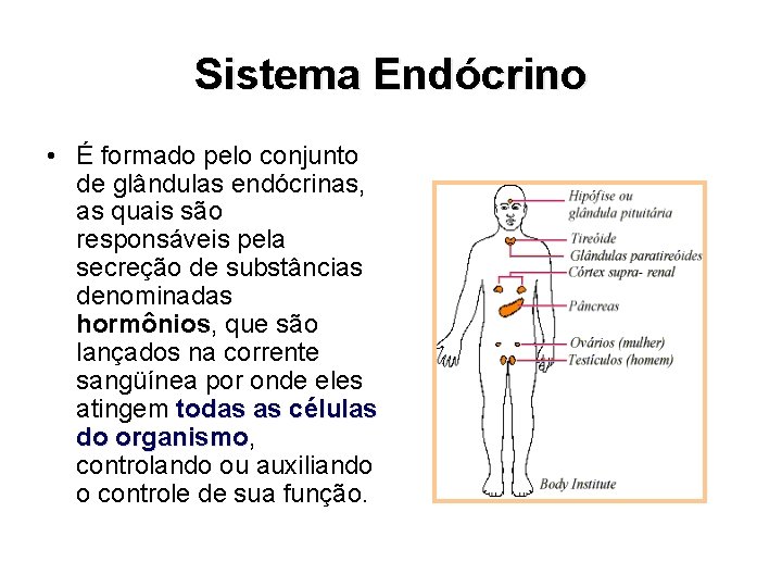 Sistema Endócrino • É formado pelo conjunto de glândulas endócrinas, as quais são responsáveis