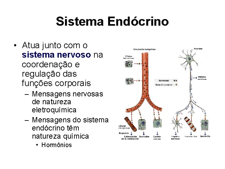 Sistema Endócrino • Atua junto com o sistema nervoso na coordenação e regulação das