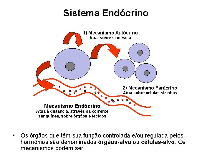 Sistema Endócrino 1) Mecanismo Autócrino Atua sobre si mesma 2) Mecanismo Parácrino Atua sobre