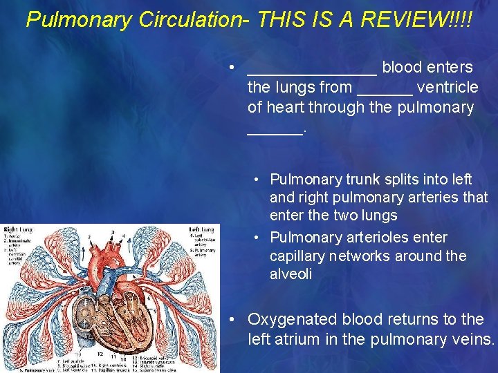 Pulmonary Circulation- THIS IS A REVIEW!!!! • _______ blood enters the lungs from ______