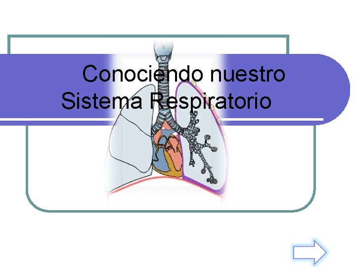 Conociendo nuestro Sistema Respiratorio 