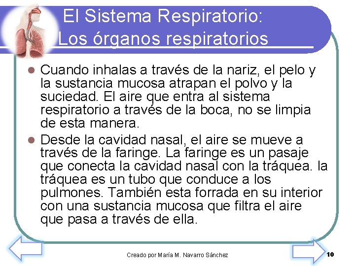 El Sistema Respiratorio: Los órganos respiratorios Cuando inhalas a través de la nariz, el