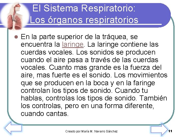 El Sistema Respiratorio: Los órganos respiratorios l En la parte superior de la tráquea,
