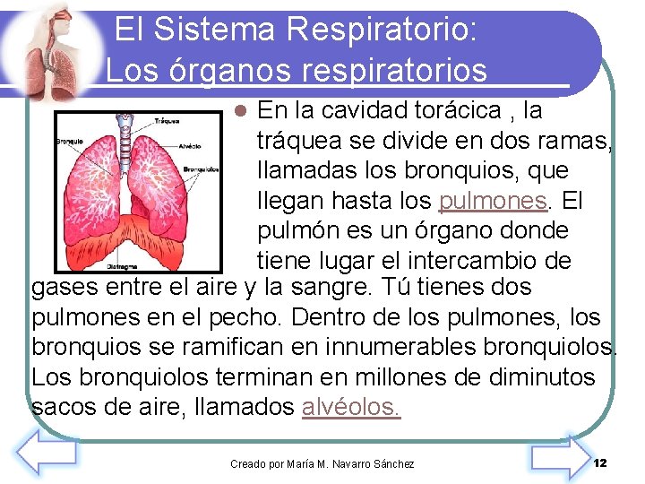 El Sistema Respiratorio: Los órganos respiratorios En la cavidad torácica , la tráquea se