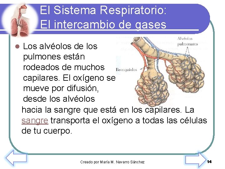 El Sistema Respiratorio: El intercambio de gases l Los alvéolos de los pulmones están