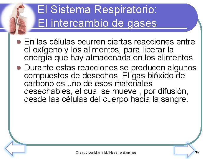 El Sistema Respiratorio: El intercambio de gases En las células ocurren ciertas reacciones entre