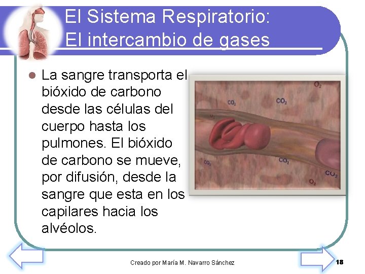 El Sistema Respiratorio: El intercambio de gases l La sangre transporta el bióxido de